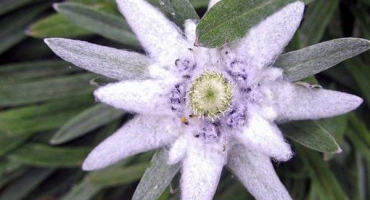 Popis alpské protěže horské, rostoucí ze semen a péče